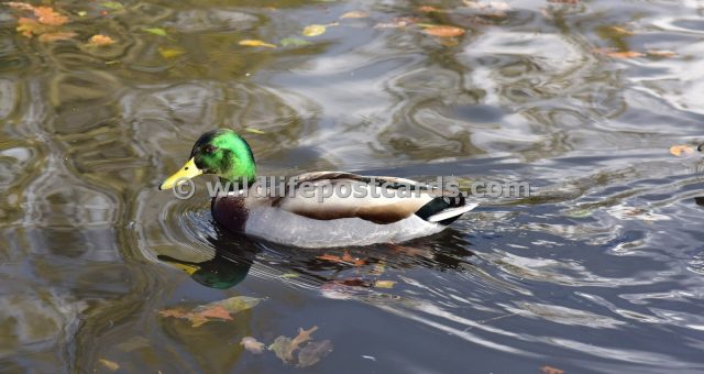 an Mallard with autumn leaves by Paul McElroy