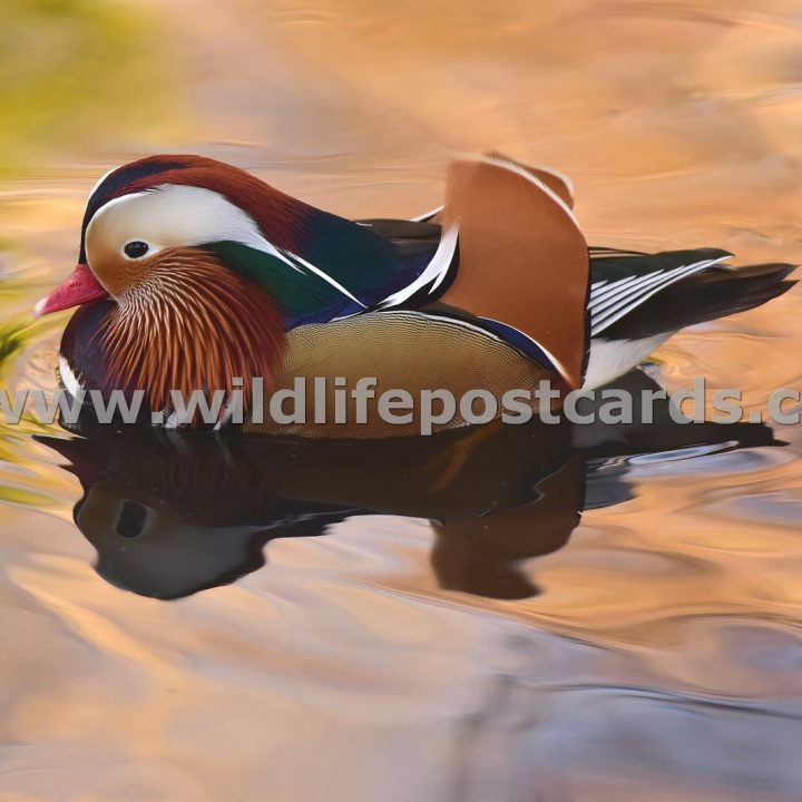 Mandarins Gallery - click on a photo for details and prices