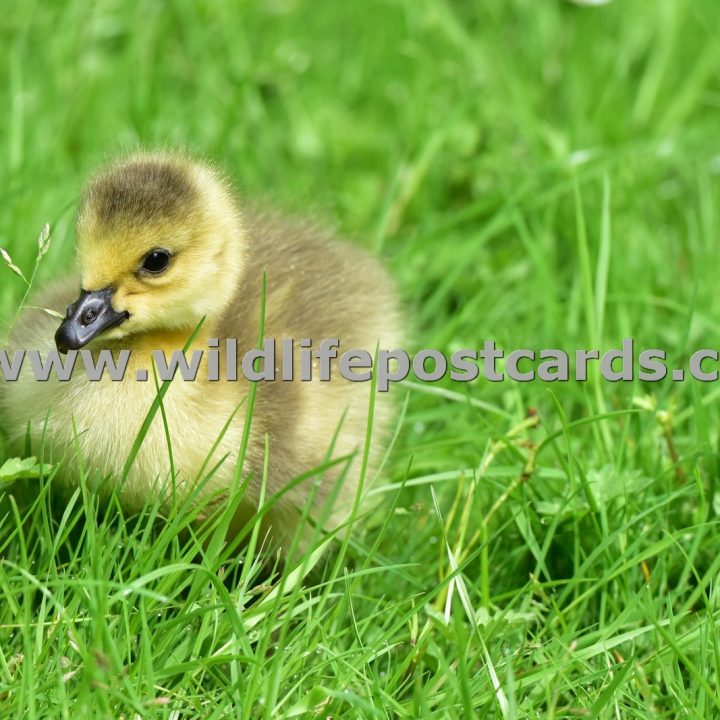 Wildlife Babies Gallery - click on a photo for details and prices