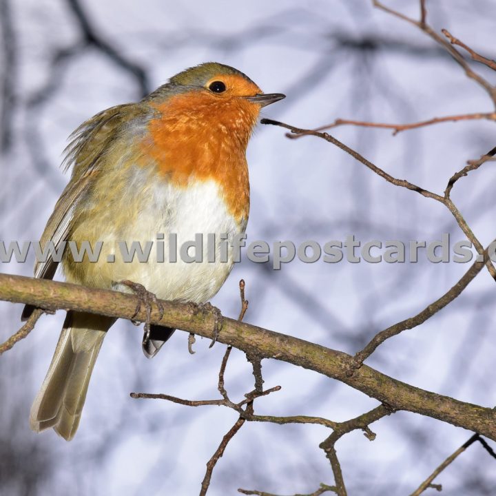 Robins Gallery - click on a photo for details and prices