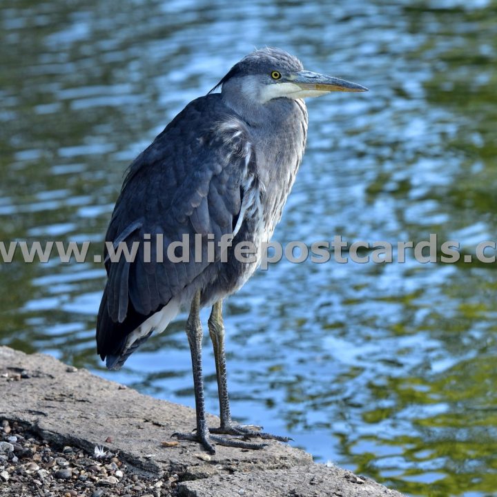Herons Gallery - click on a photo for details and prices