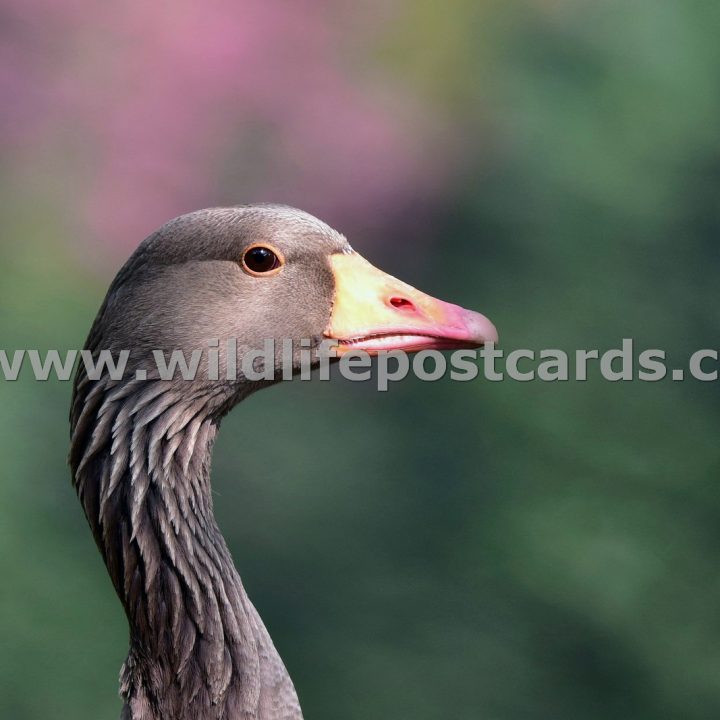 Greylags Gallery - click on a photo for details and prices