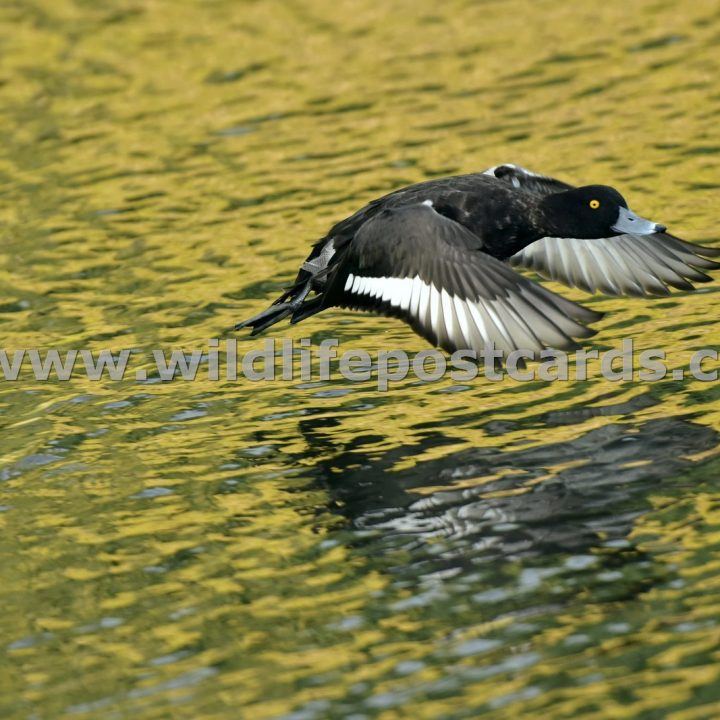 Tufted Ducks Gallery - click on a photo for details and prices