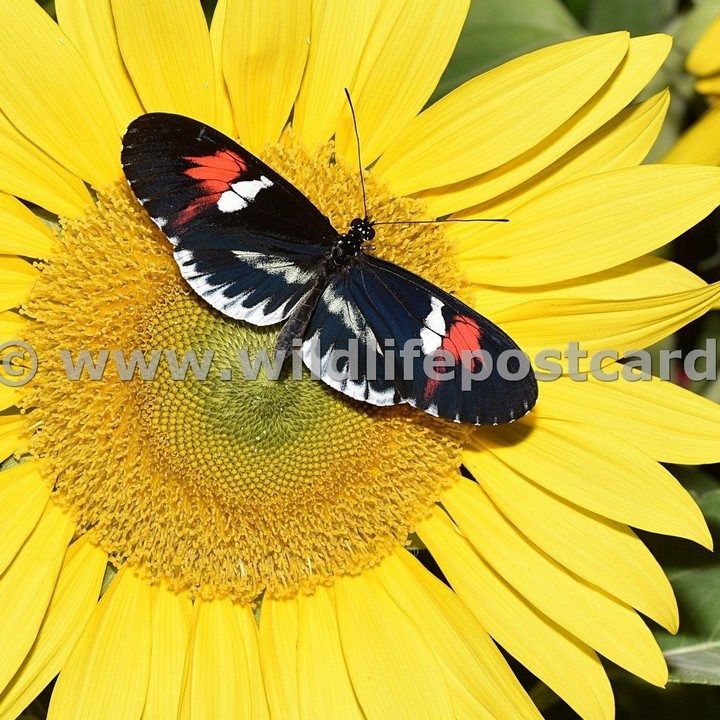 Butterflies Gallery - click on a photo for details and prices