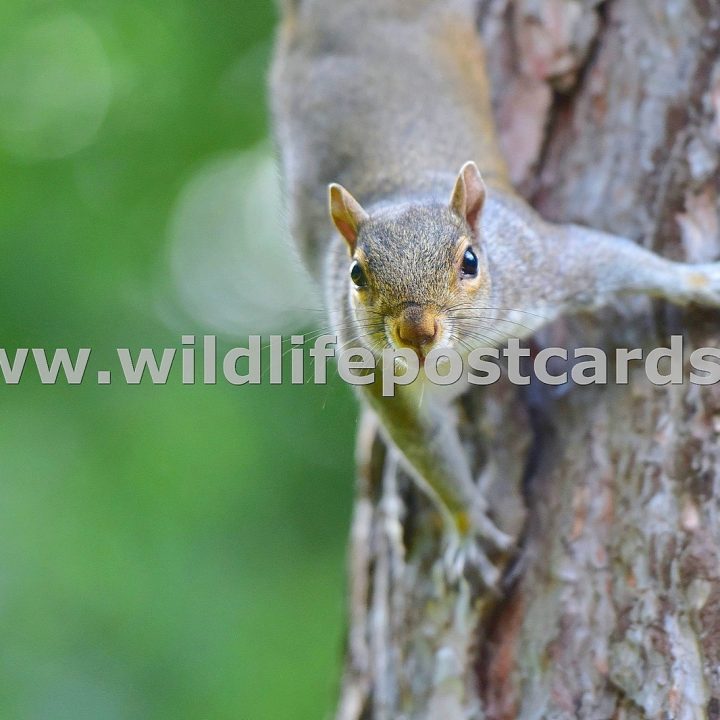 Squirrels Gallery - click on a photo for details and prices