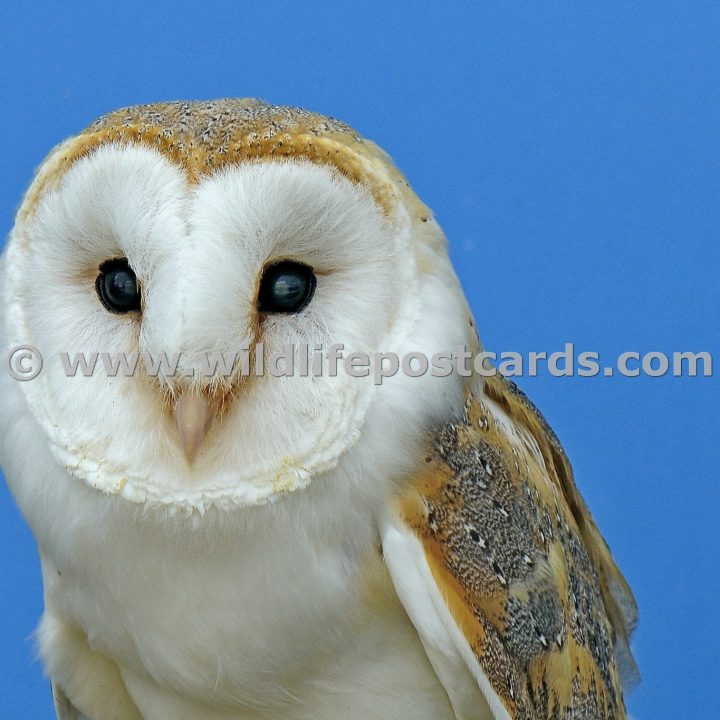 Owls Gallery - click on a photo for details and prices